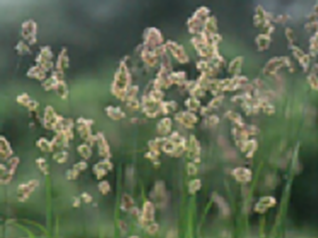 カモガヤ(イネ科)