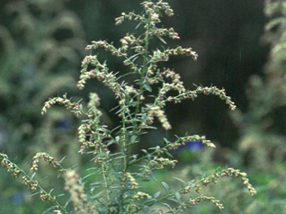 ヨモギ(キク科)