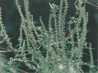 ブタクサ(キク科)